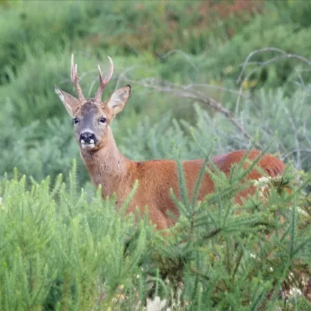 Casa Miraxurés Con Vistas A La Sierra Del Xurés Сasa de vacaciones