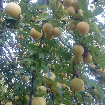 Casa Miraxurés Con Vistas A La Sierra Del Xurés Сasa de vacaciones Ourense
